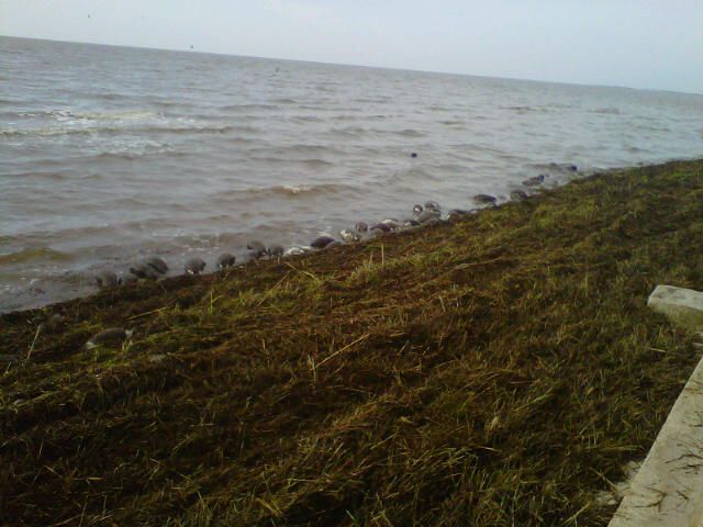 Dead nutria in Mississippi after Isaac