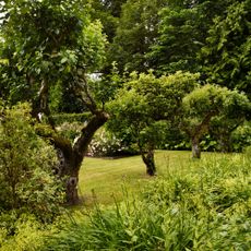 Row of apple and pear trees on grass lawn in garden