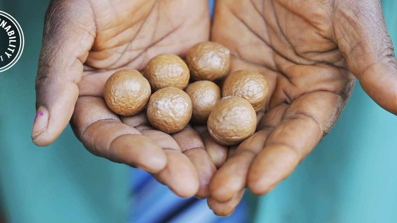 Hand, Finger, Nut, Plant, Food, Thumb, 