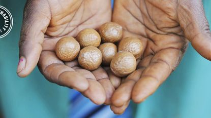 Hand, Finger, Nut, Plant, Food, Thumb, 