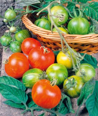 Harvest your vegetable crop