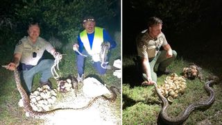 Two wildlife officials, one in a parks uniform and one in a neon vest, pose with a clutch of invasive python eggs with young hatchlings in their hands; a second photo shows one official holding an adult python
