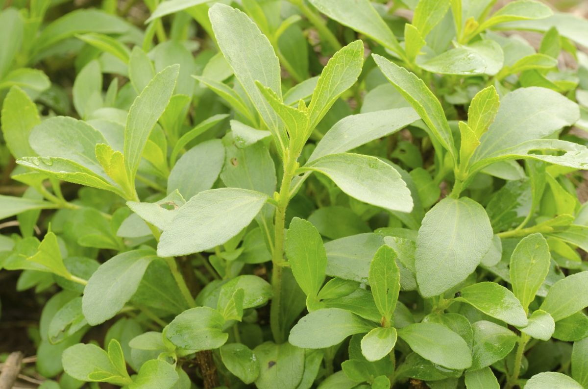 Stevia Plant Growing - Learn How To Use Stevia Plants In The Garden ...