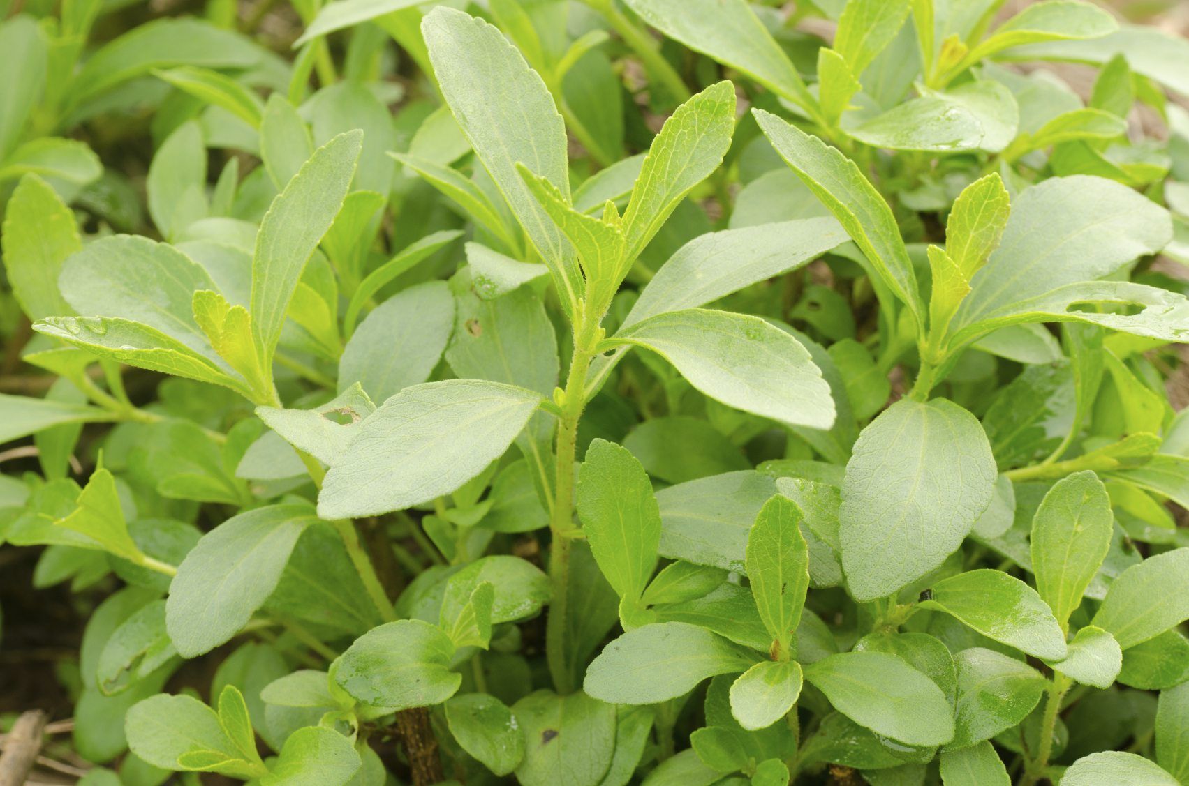 Stevia Plant Growing Learn How To Use Stevia Plants In The Garden