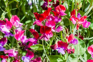 A close-up of sweet pea flowers