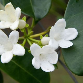 Close-up of Madagascar jasmine