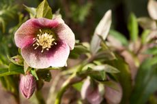 Lenten Roses