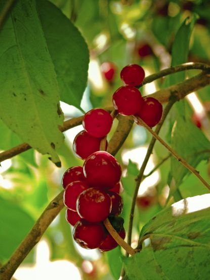 Winterberry Holly Bush