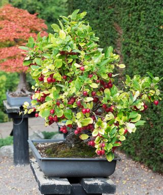 Crabapple bonsai tree on plinth