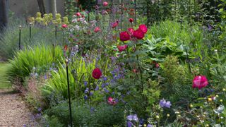 flower border with roses in a spring garden