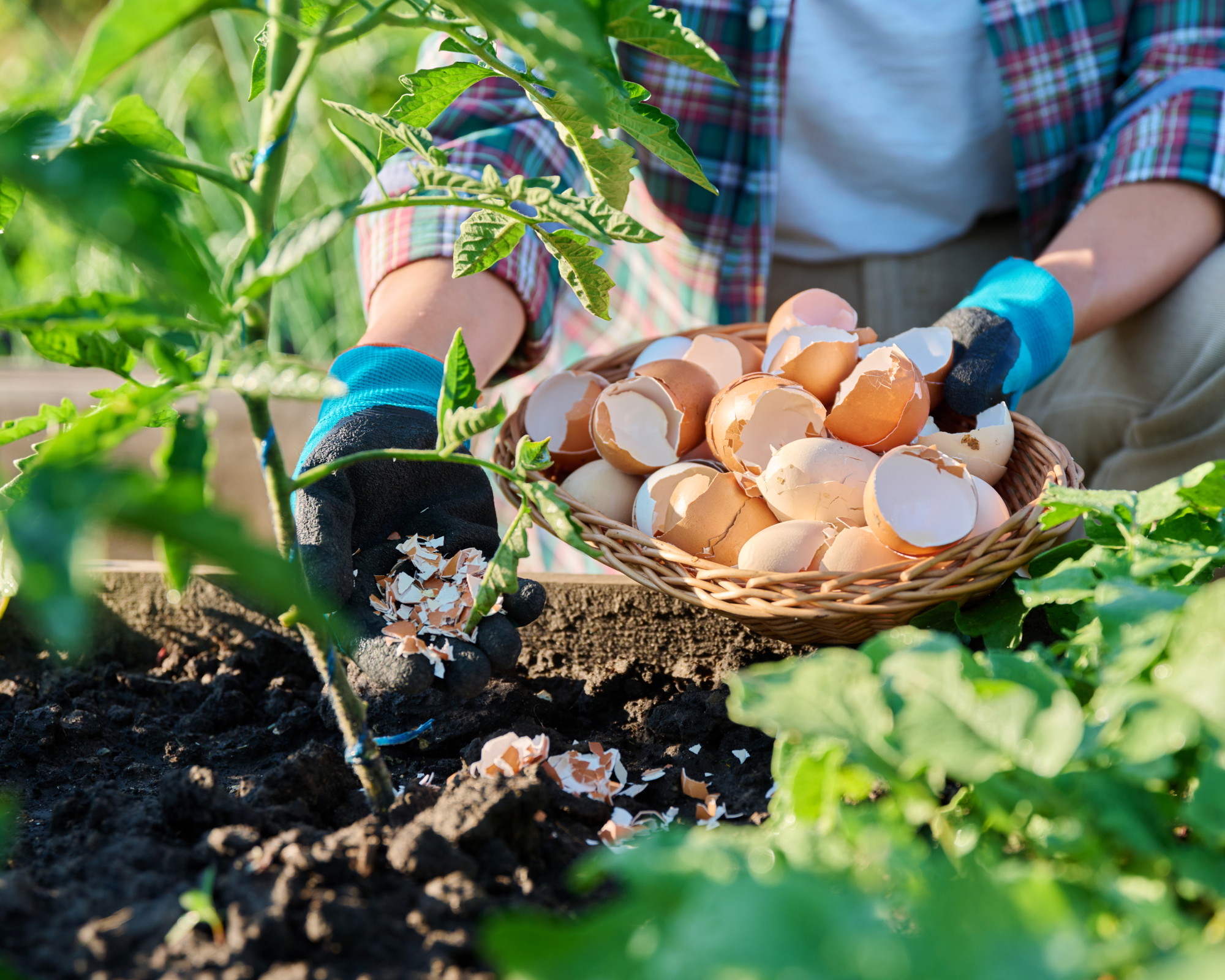 woman adding crushed eggshells to garden under tomato plant