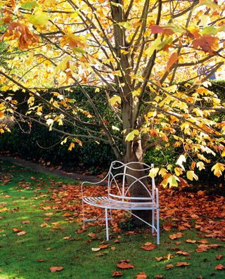 Lirodendron tulipifera tulip tree in autumn with curved tree seat