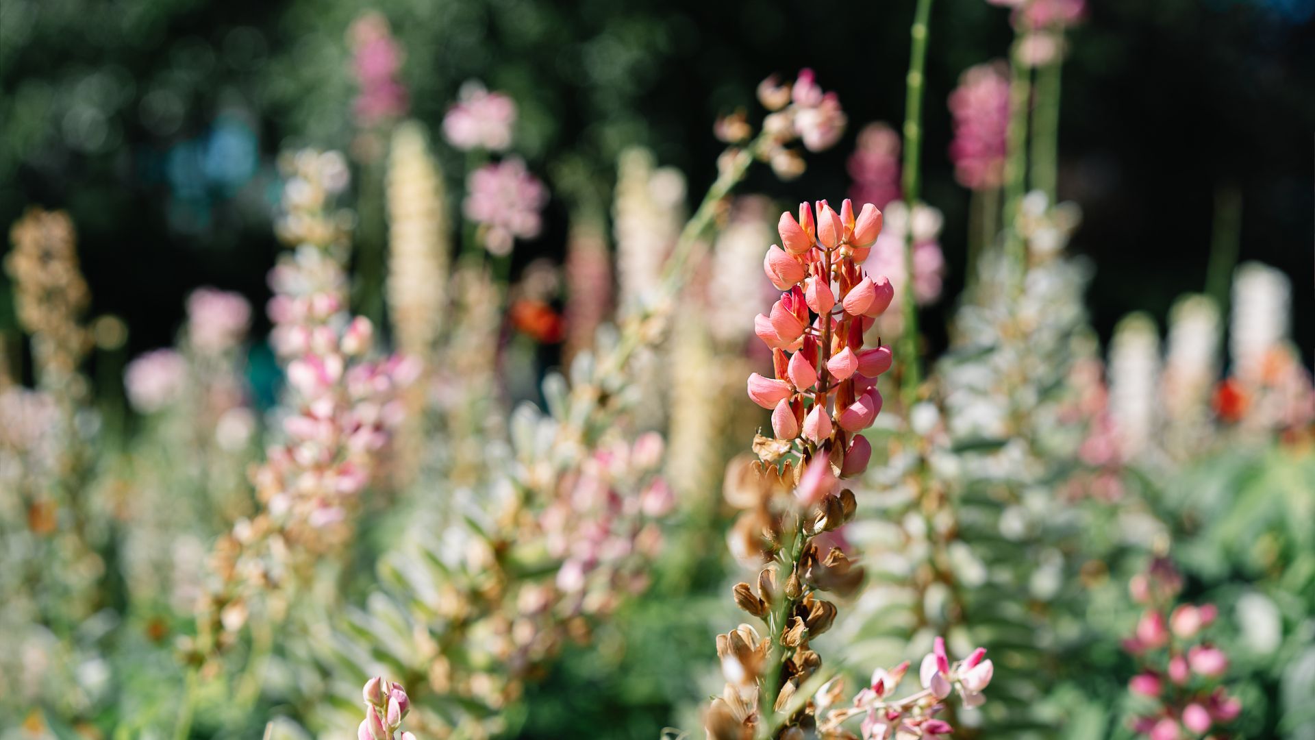 picture of lupins in garden with flowers wilting