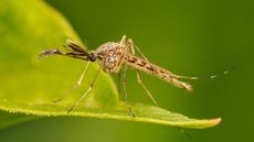 Library image of an Aedes vexans mosquito. West Nile virus has been found present in mosquitoes in the UK for the first time.
