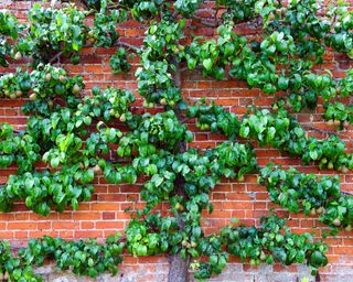 Trees to espalier pears