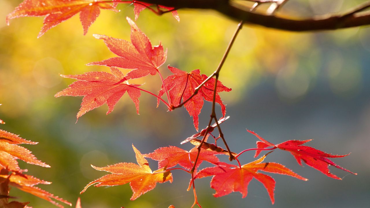 small garden trees: autumnal foliage