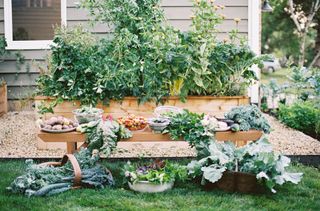 kitchen garden in raised beds