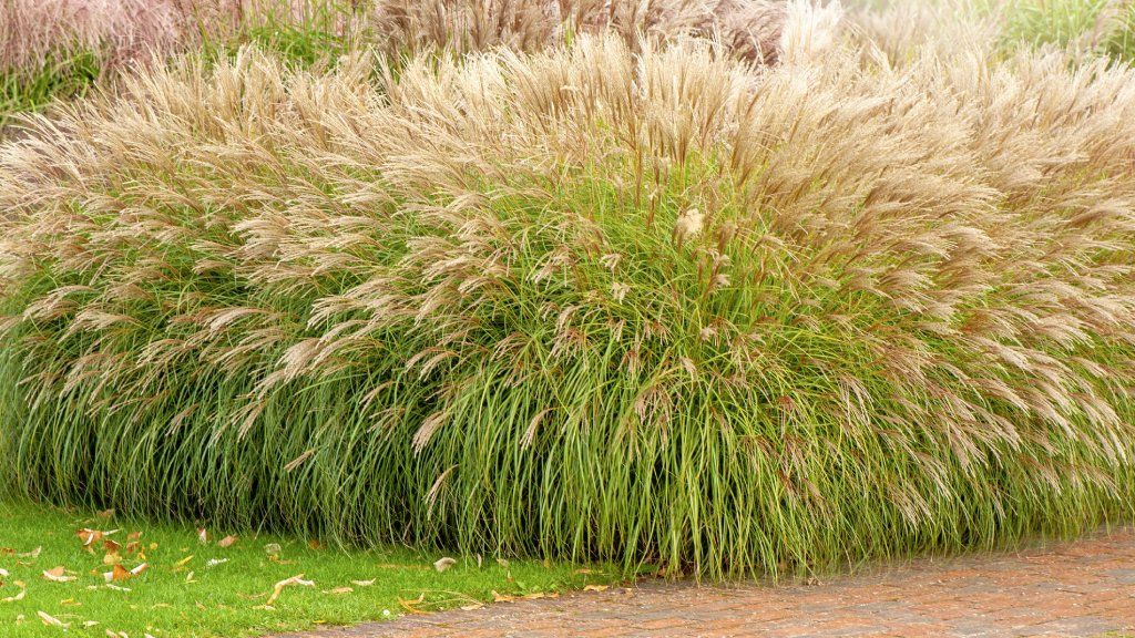 Miscanthus ornamental grass