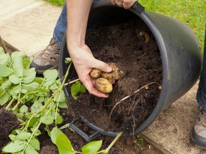 7 Ways to Grow Potatoes at Home - How to Grow Potatoes in a Box