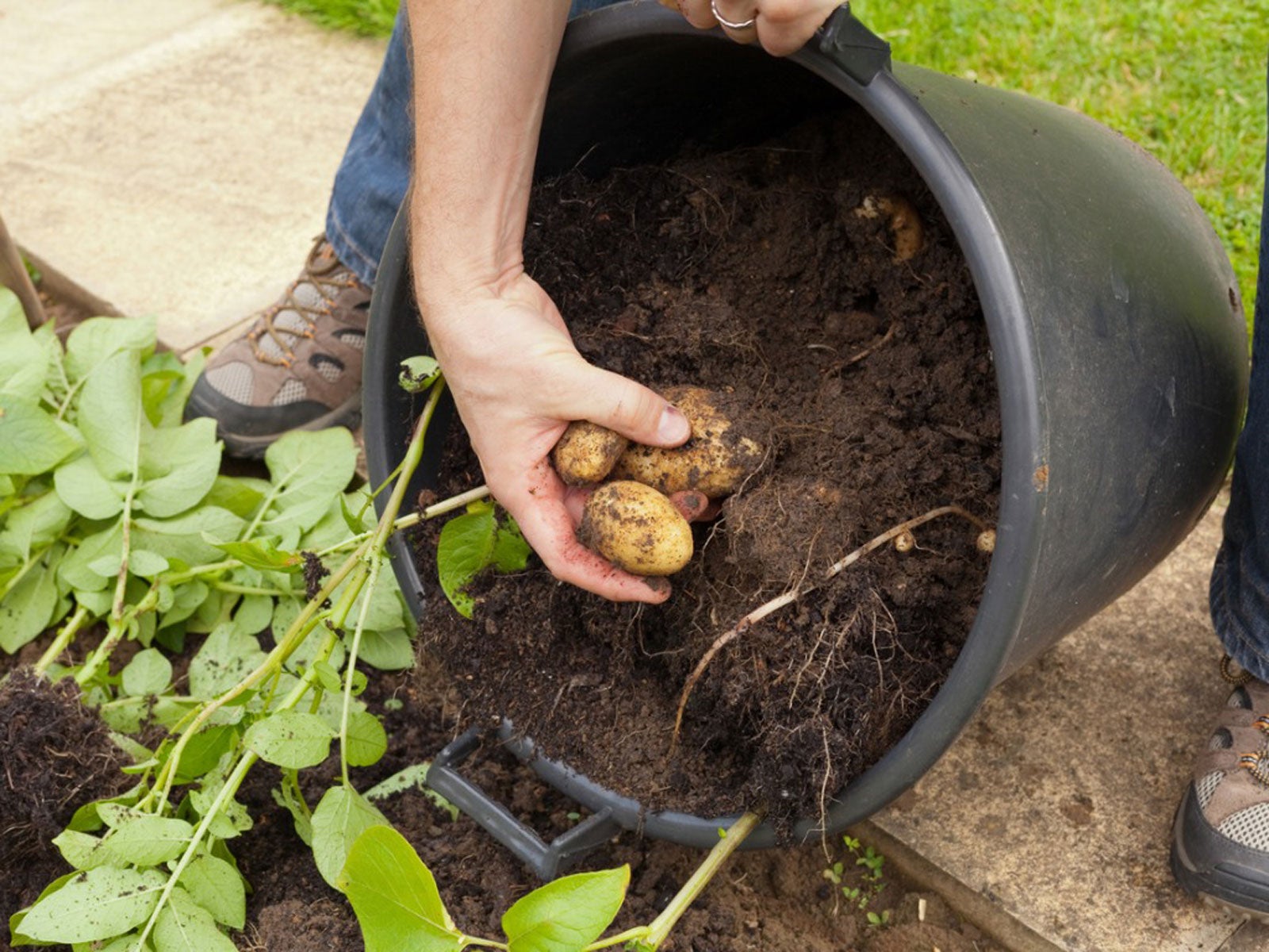 How to Plant & Grow Potatoes 🥔 in Containers