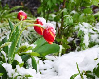 tulips in frost