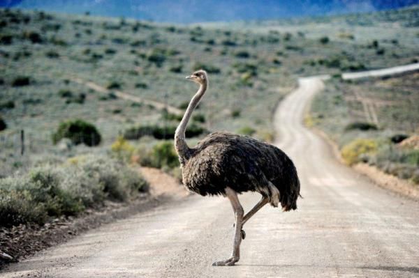 You never know what wildlife you'll see out on course.