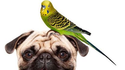 pug and bird good household pets