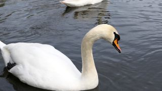 A close up of a swan swimming on a lake