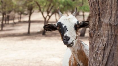 Curious Goat, Senegal