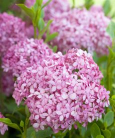 hydrangea Invincibelle Series flowering in summer border