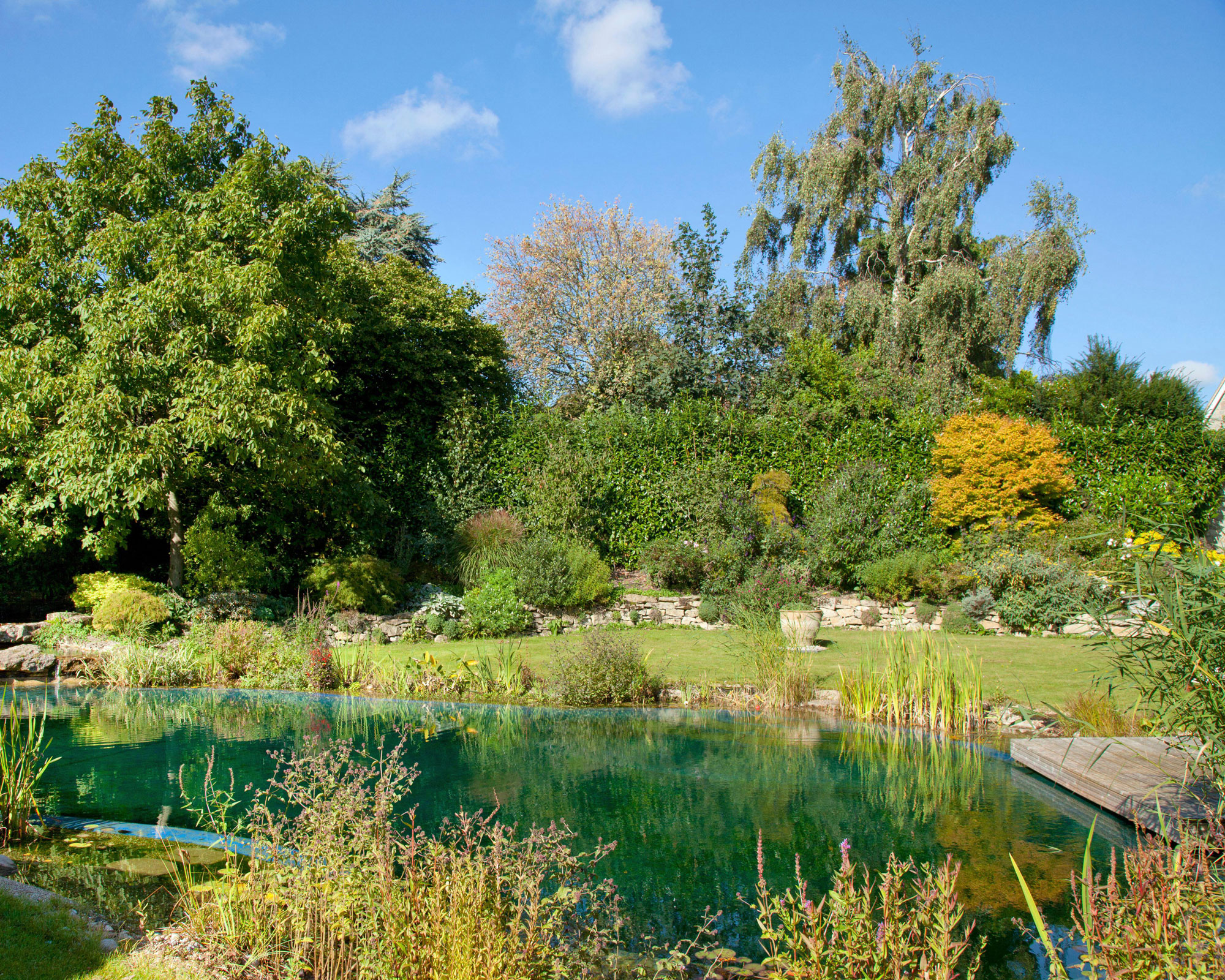 natural swim pond surrounded by planting, wooden deck, lawn and trees