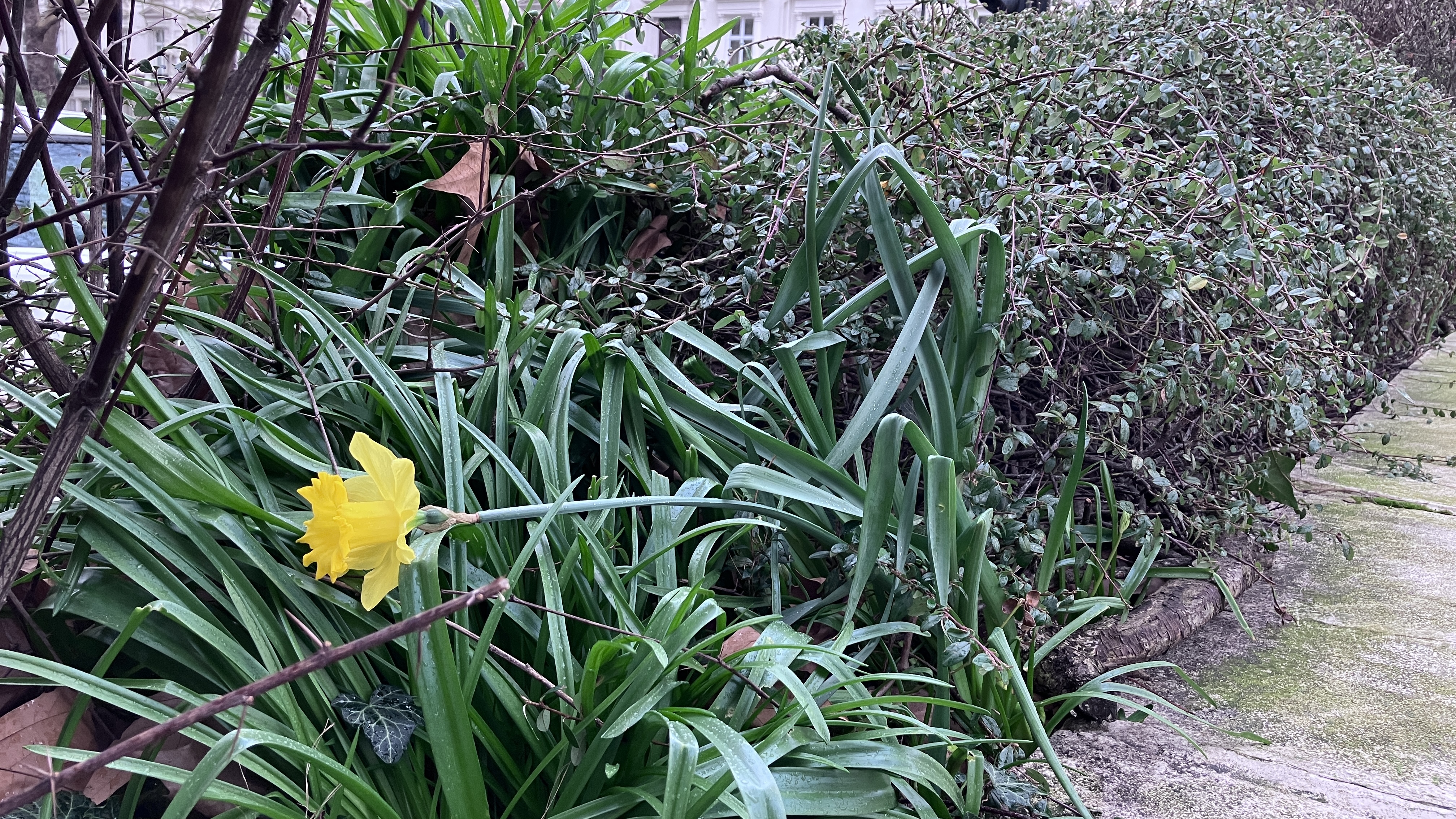 Photos of daffodils and bushes in a variety of filters