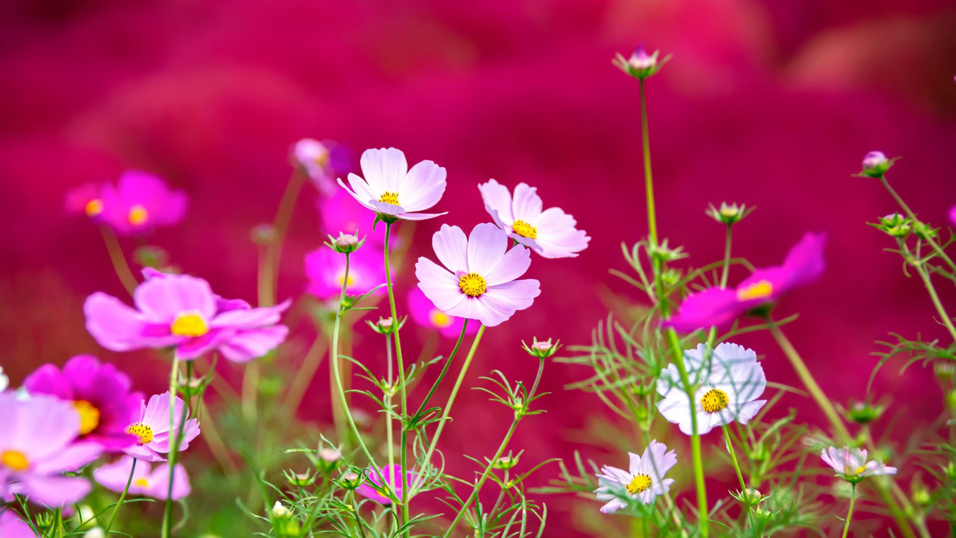 picture of cosmos flowers growing in garden