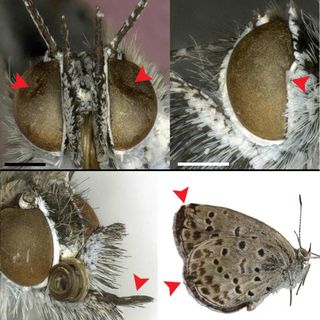 Deformed butterflies near the Fukushima nuclear disaster