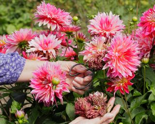 woman deadheading spent dahlia flowers with pruners