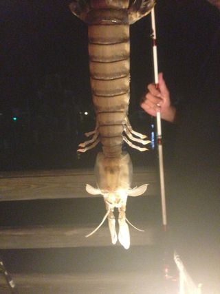 Huge Mantis Shrimp Caught