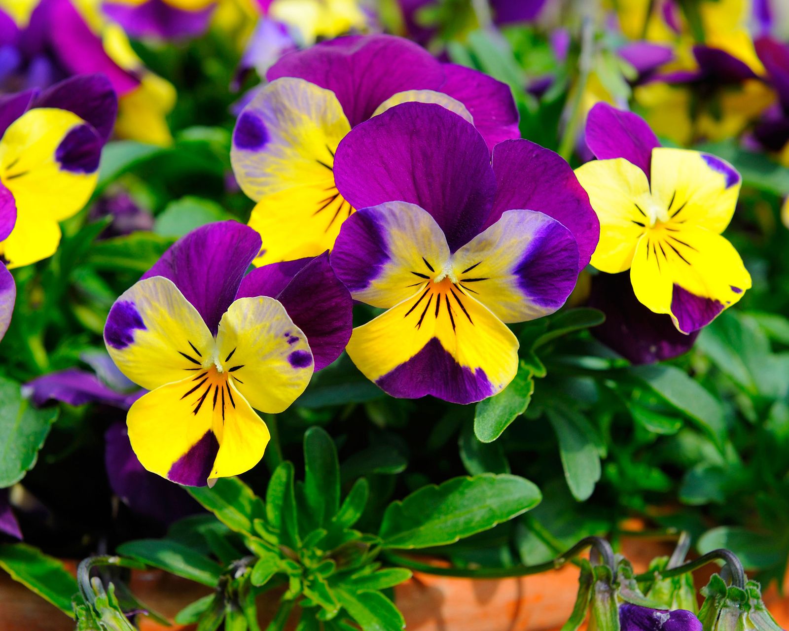 what-to-plant-in-june-our-top-10-picks-for-vibrant-gardens-gardeningetc