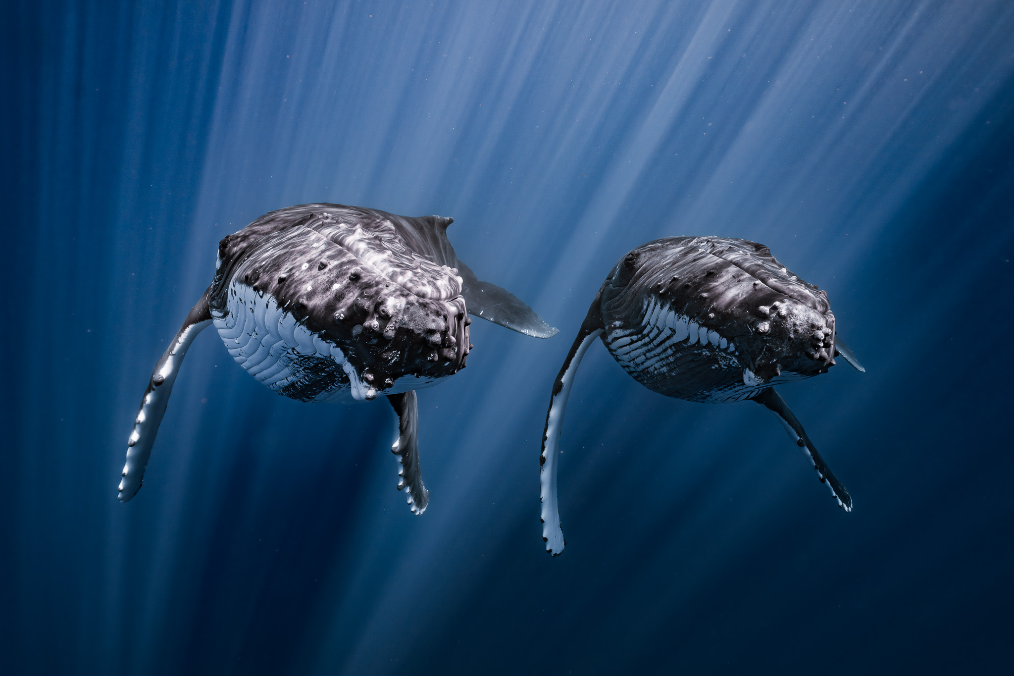 Two humpback whales swim through beams of light
