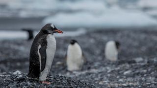 Gentoo penguins usually live in sub-Antarctic areas.