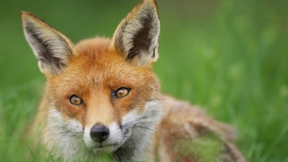 Wildlife photography