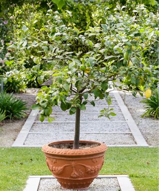 A small lemon tree growing in a terracotta pot