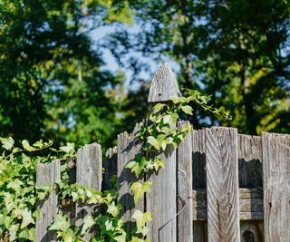 Ivy on fence