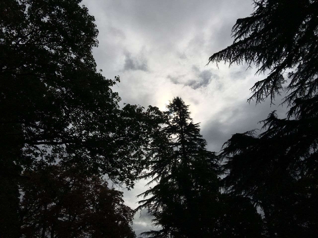 This image is far more striking than the previous shot, as I focused on the sky rather than the trees