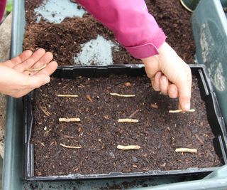 horseradish root cuttings being laid in tray of compost for propagation