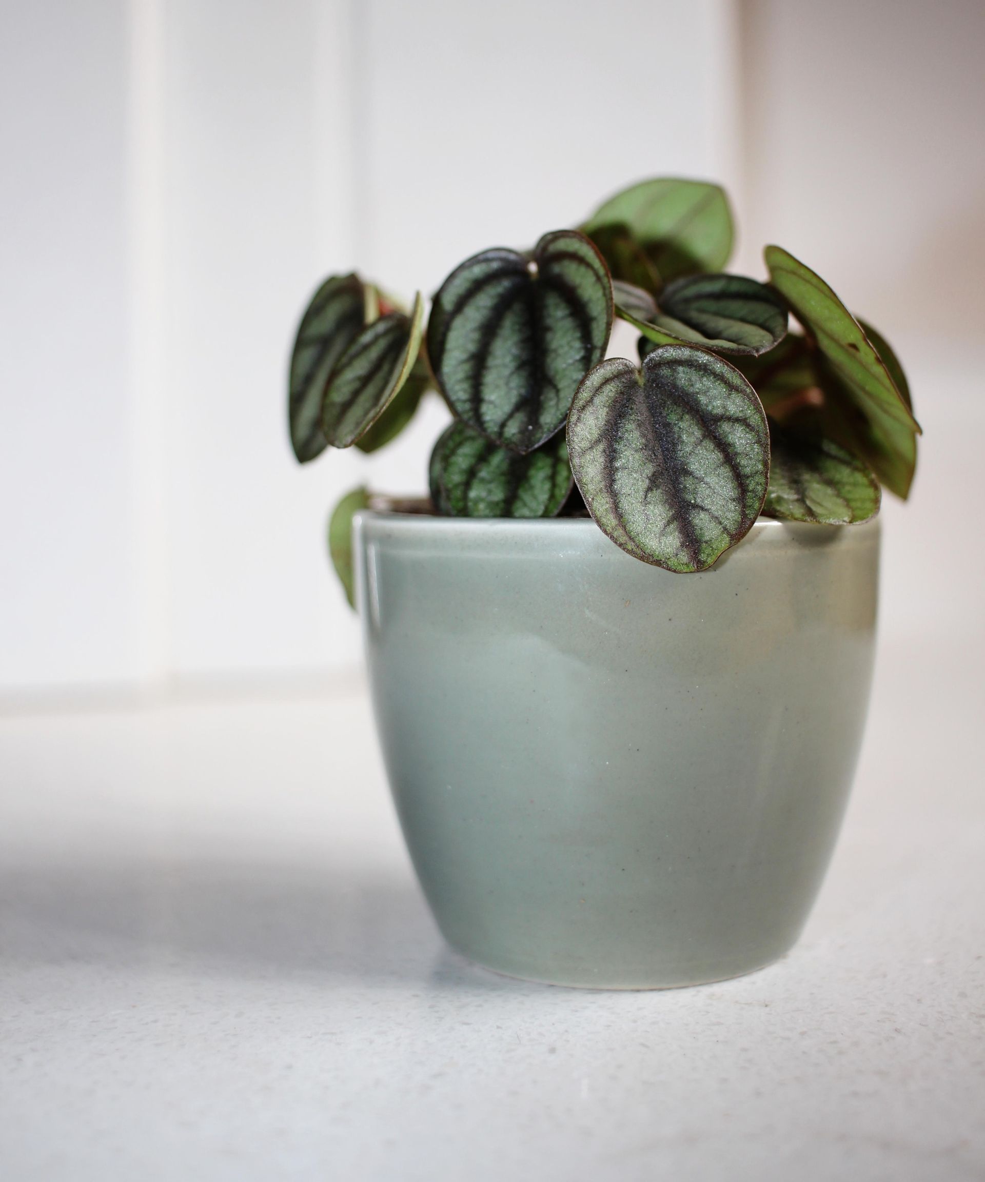 Peperomia plants