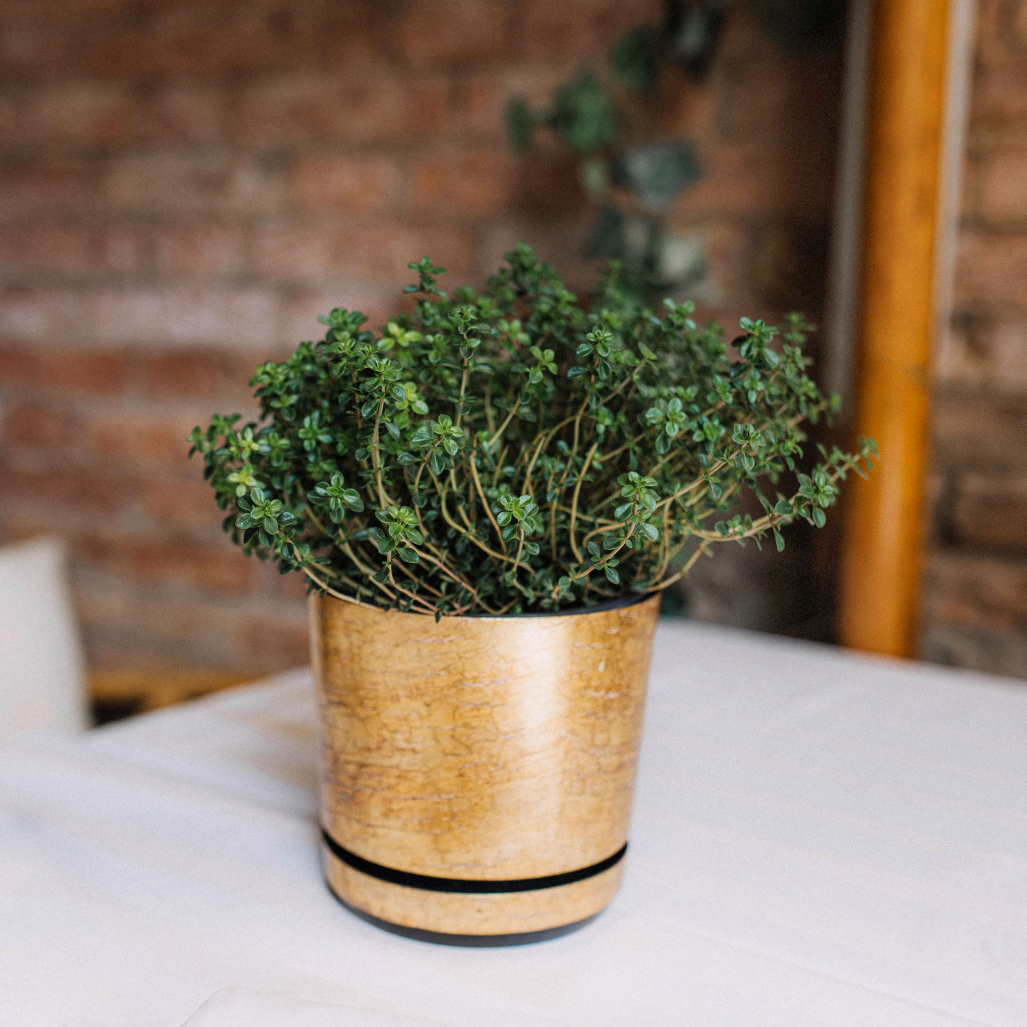 Thyme in a gold pot on a white table