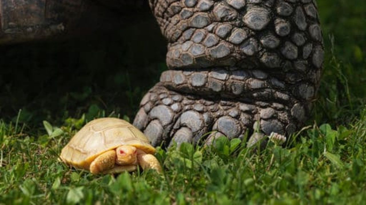 Albino tortoise next to foot