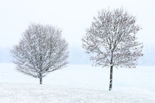 Photo of two trees in the snow taken by Beata Moore and titled The Snow Storm