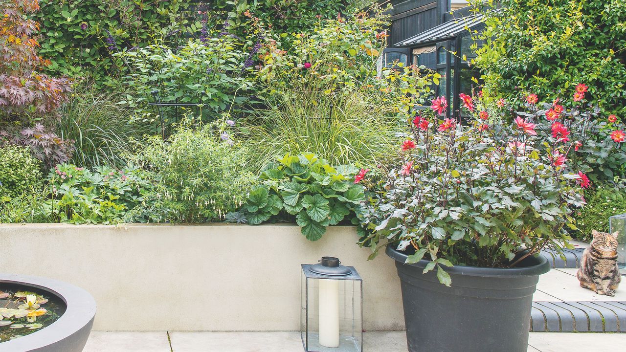 Pink dahlia flowers growing in black pot in garden next to cat and lantern