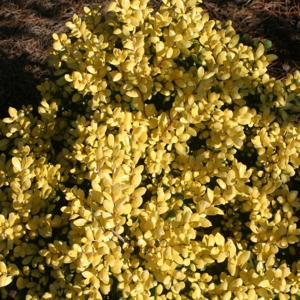 Drops of Gold Japanese Holly